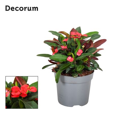 Euphorbia Milii Olympia Decorum