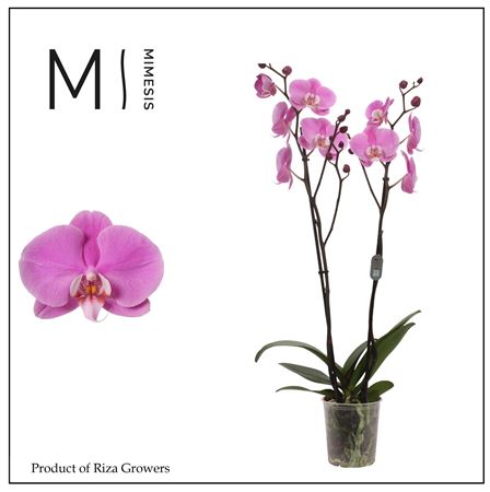 Phal 2st Murray 16+ Mimesis (orchid Growers)