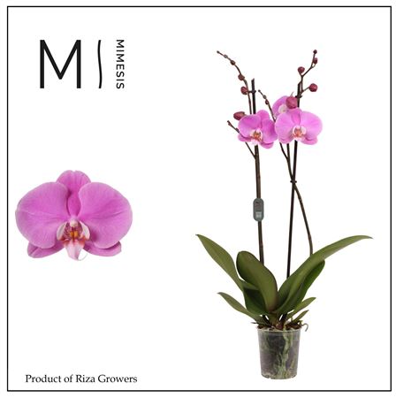 Phal 2st Murray 16+ Mimesis (orchid Growers)
