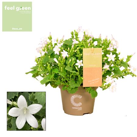 Campanula Porto White Feel Green (decorum)
