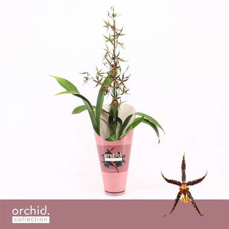 Brassia 1st Orange Spider