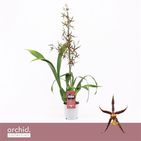 Brassia 1st Orange Spider