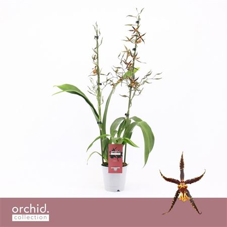Brassia 2st Orange Spider
