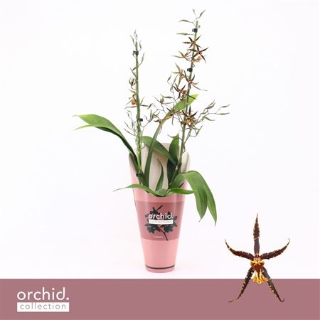 Brassia 2st Orange Spider