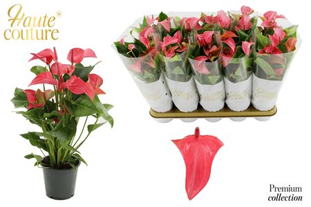 Anthurium 12 Cm Romantico