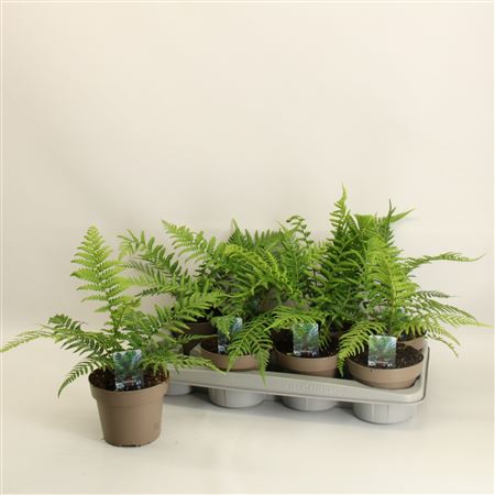 Dicksonia Antarctica