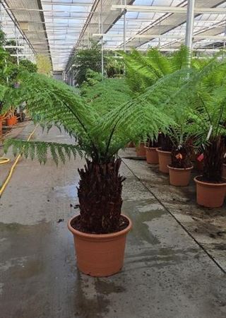 Dicksonia Antarctica