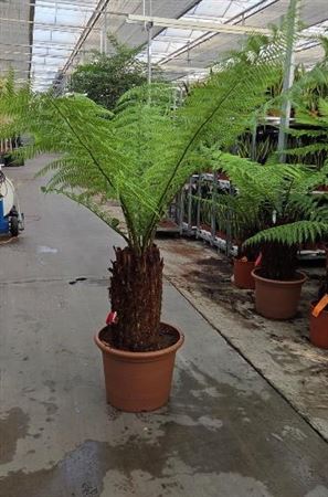 Dicksonia Antarctica