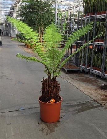Dicksonia Antarctica
