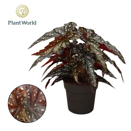 Begonia Maculata Black Forrest