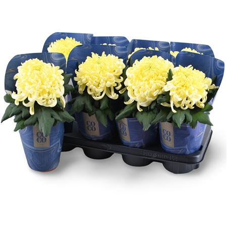 Chrys Coco Cream 1pp