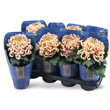 Chrys Coco Copper 1pp Potcover