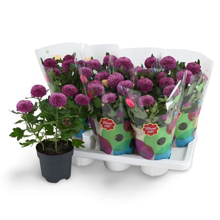 Chrys Flowerpops Mono Purple 5pp