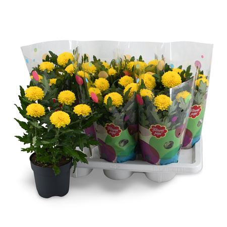 Chrys Flowerpops Mono Yellow 5pp