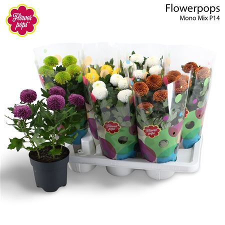 Chrys Flowerpops Abbey Mix 5pp