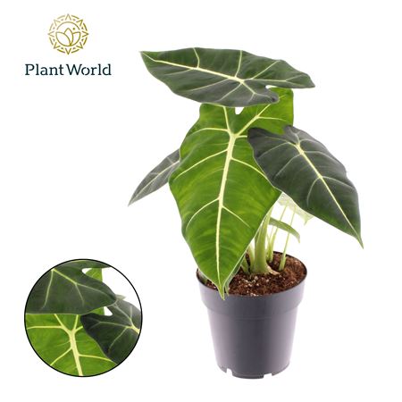 Alocasia Frydek