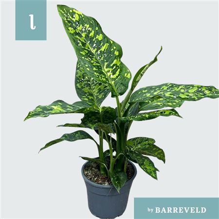 Dieffenbachia Spotty