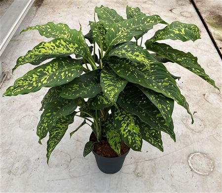 Dieffenbachia Spotty