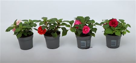 Impatiens Glimmer® Double Mix