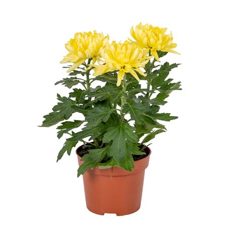 Chrys Cosmo Compact Yellow 3pp
