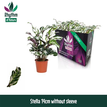 Calathea 14cm Stella
