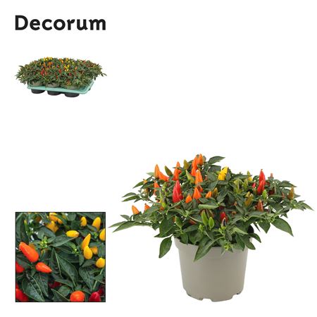Capscium Annuum Torero Tricolori