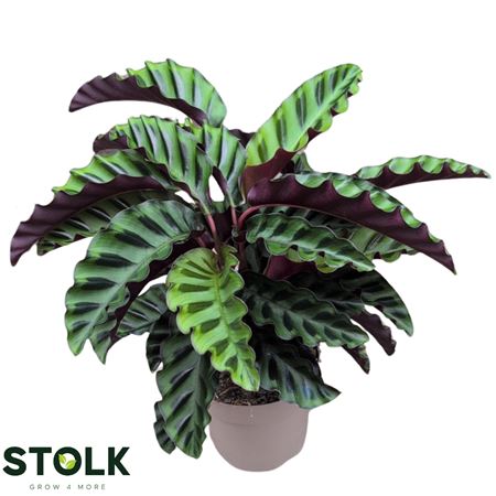 Calathea Velvet Glory