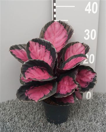 Calathea Roseopicta Mysty Red