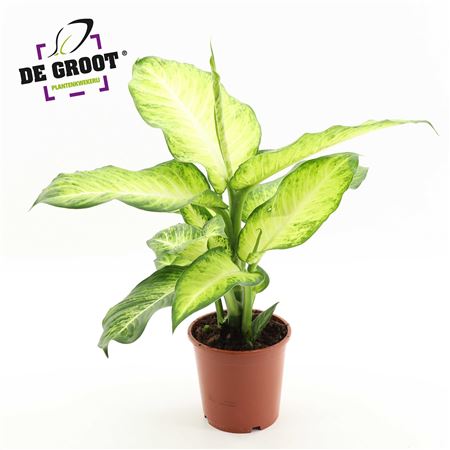 Dieffenbachia Bravo