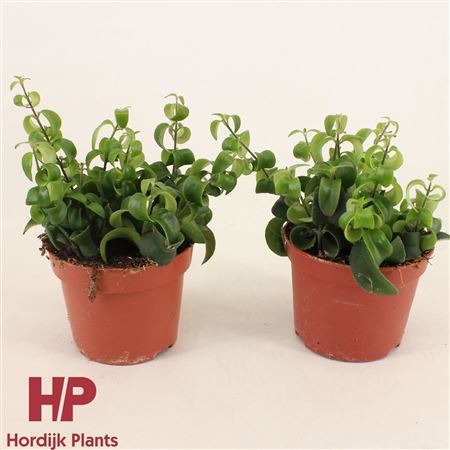 Aeschynanthus Bluster