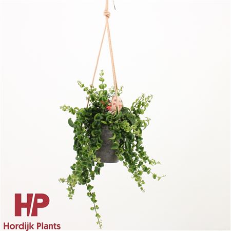 Aeschynanthus Bluster Hanging Pot