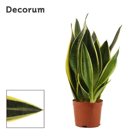 Sansevieria Canary
