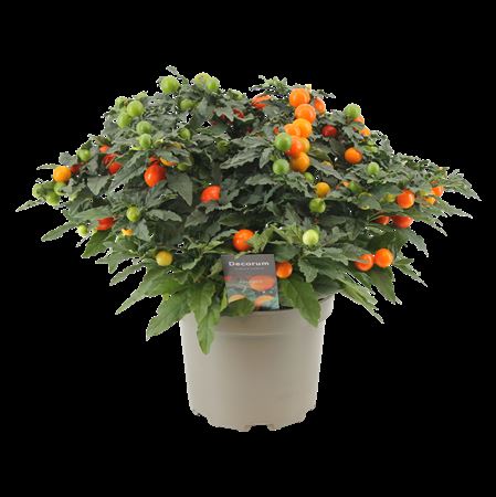Solanum Pseudocapsicum (decorum)