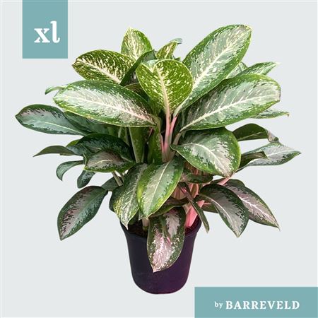 Green Agla 'anouk' (aglaonema)