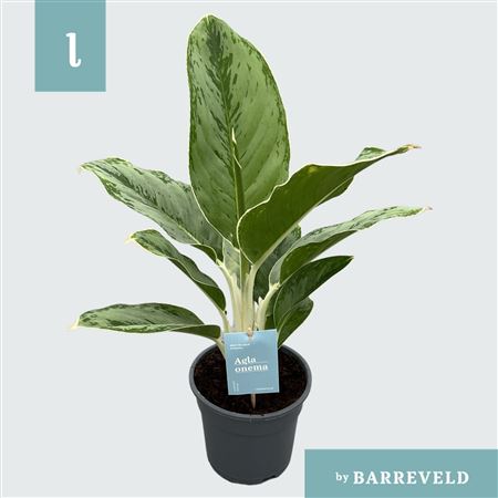 Aglaonema 'cintho Queen'