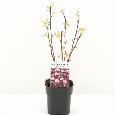 Physocarpus Op Lady In Red