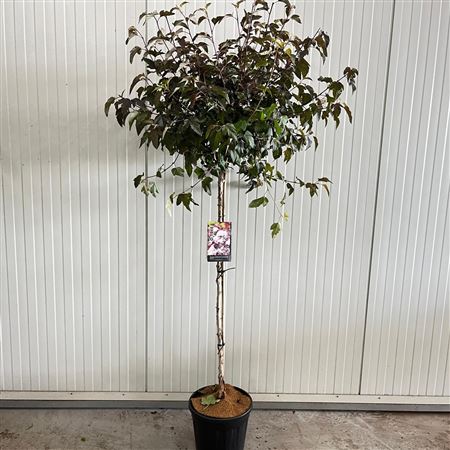 Physocarpus Op Lady In Red On Stem