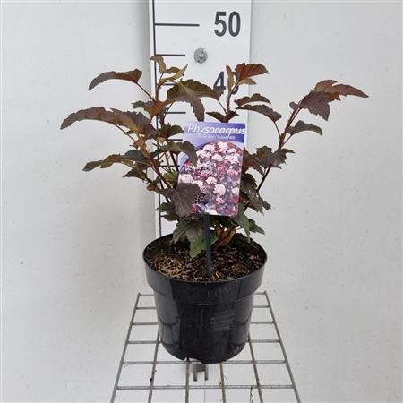 Physocarpus Op Lady In Red