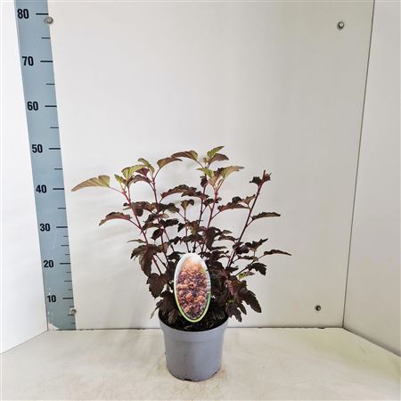 Physocarpus Op Lady In Red