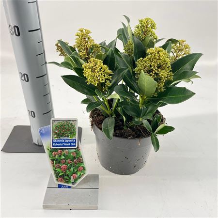 Skimmia Jap Rubesta Giant Pink