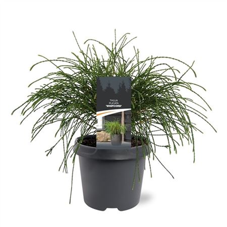 Thuja Plic Whipcord