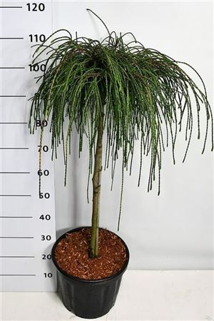 Thuja Plic Whipcord On Stem