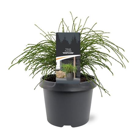 Thuja Plic Whipcord