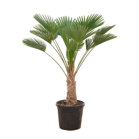 Trachycarpus Wagnerianus