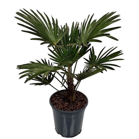 Trachycarpus Wagnerianus