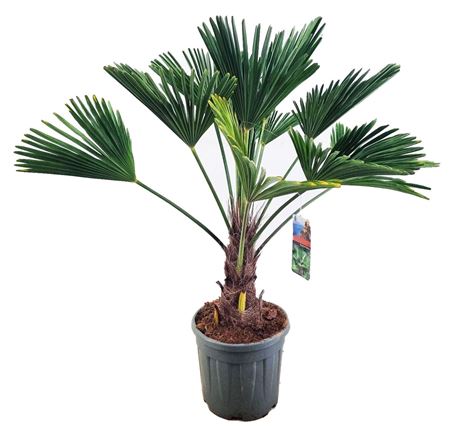 Trachycarpus Wagnerianus