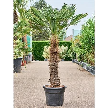 Trachycarpus Wagnerianus