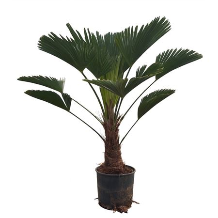 Trachycarpus Wagnerianus