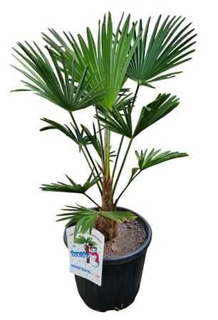 Trachycarpus Wagnerianus
