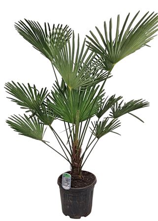 Trachycarpus Wagnerianus (nl)